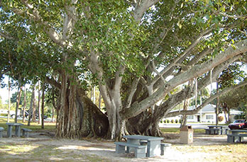 Photo of a banyan tree in the courtyard